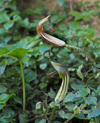 Arisarum vulgare